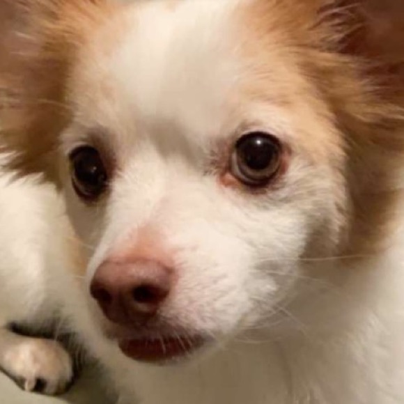 Meet your Posher, Carlos - Picture 1 of 1